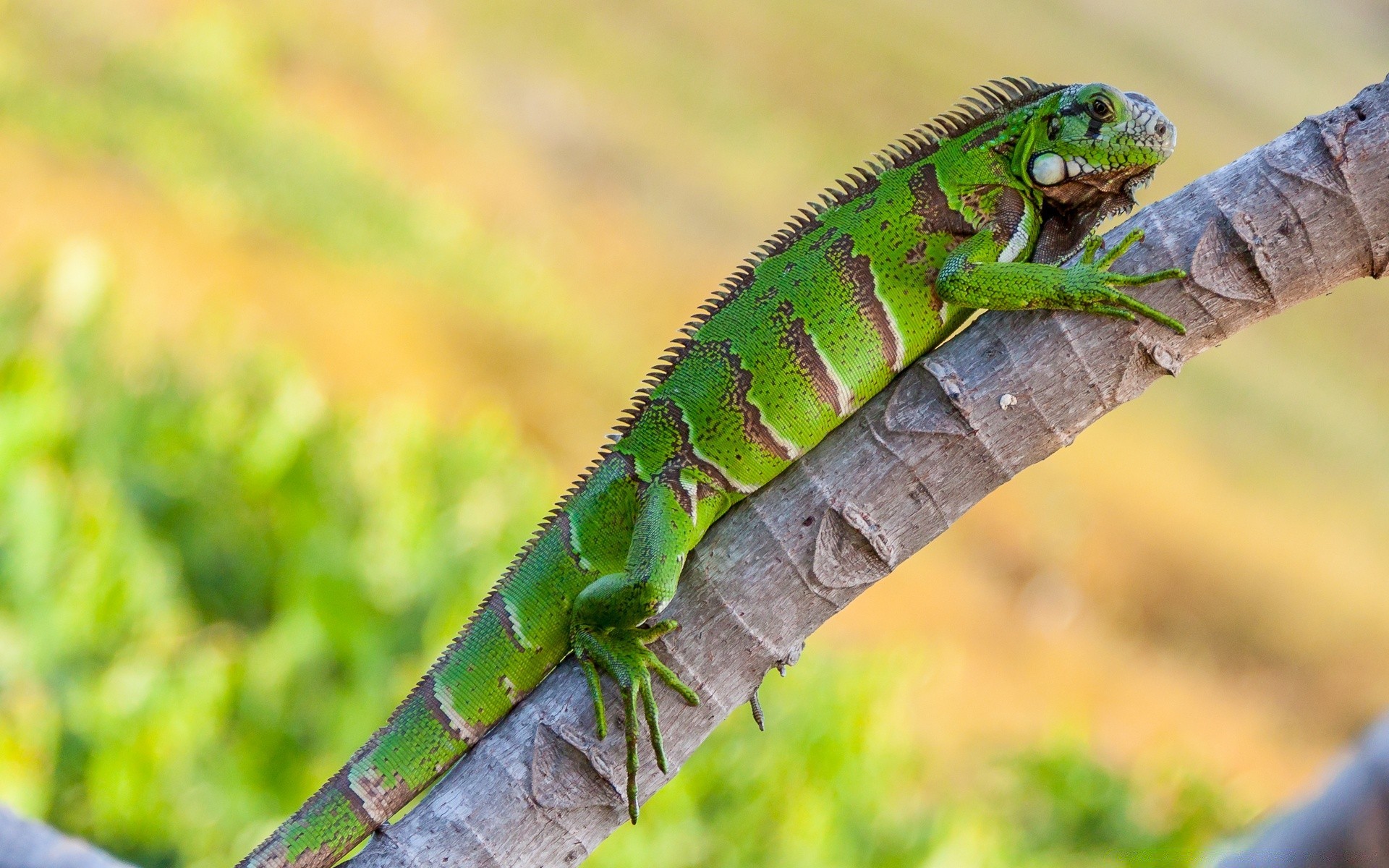 reptiles y ranas lagarto gazoo vida silvestre naturaleza animal dragón salvaje al aire libre camaleón tropical color primer plano gekko zoológico hoja exótico árbol