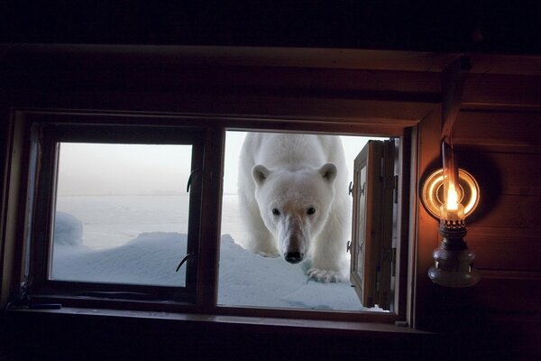 Der Eisbär kam zu Ihnen, um Sie zu besuchen. Herrin öffne das Fenster