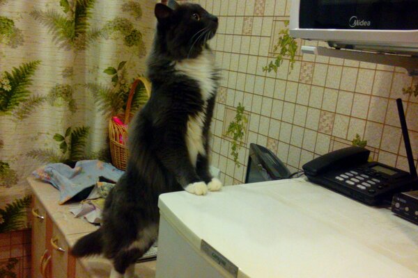 Die interessierte Katze kletterte auf den Kühlschrank