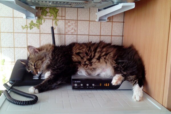 Chat dort sur le téléphone