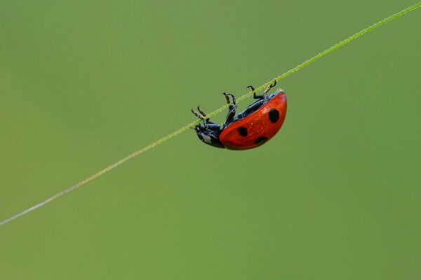 Ladybug crawling on a stalk of grass