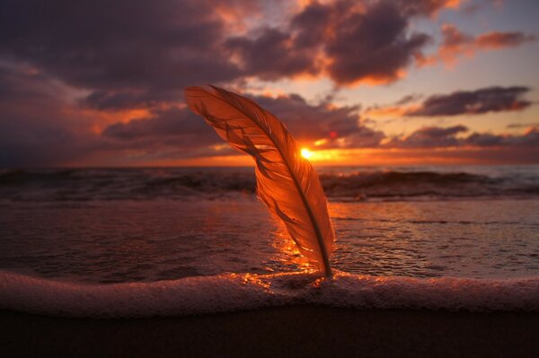 El sol brilla a través de la pluma al atardecer