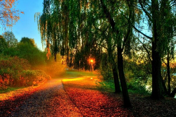 Autumn nature, trees and sunset