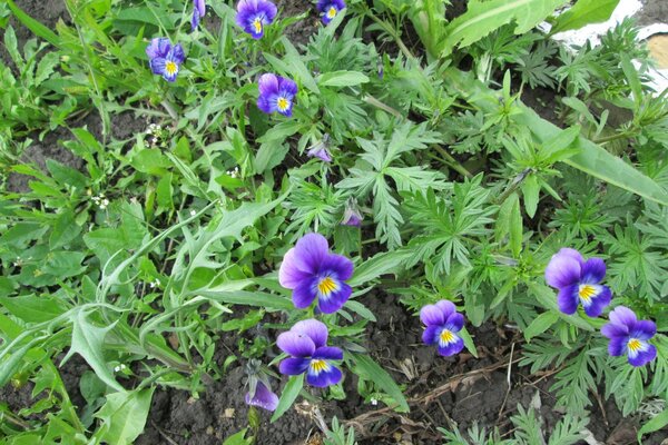 Garden flowers planted in the garden