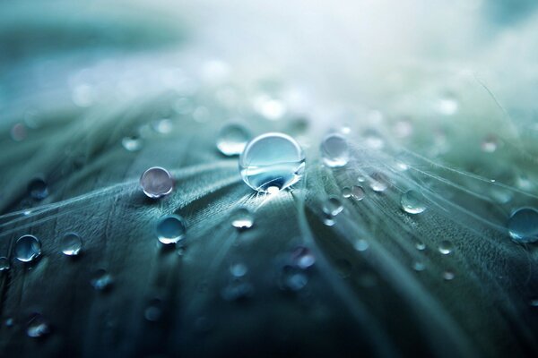 Raindrops on a green leaf