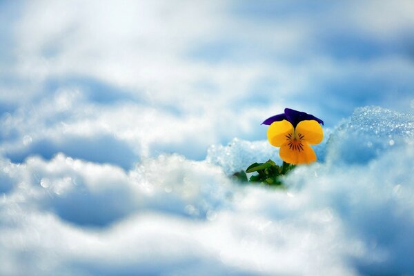 A bright yellow flower breaks through the snow