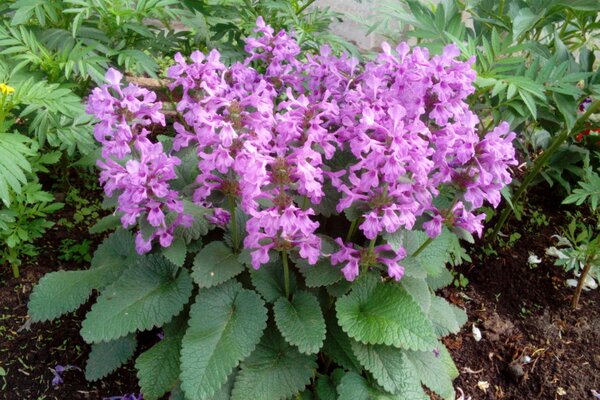 Flower bed in the garden