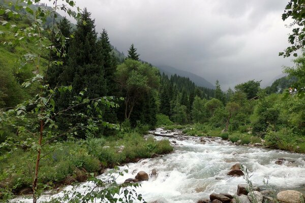 Rio de montanha entre árvores