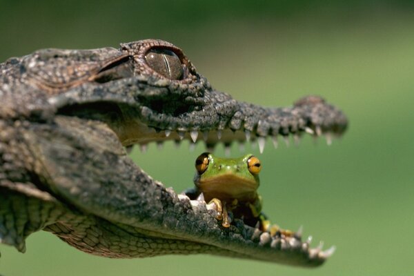 Rana en la boca de un reptil depredador