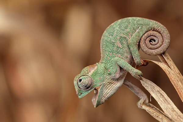 Chameleon in motion on the hunt