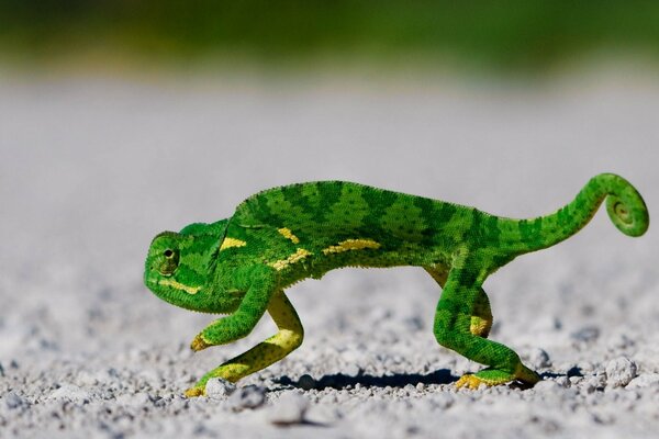 Bright green lizard in focus