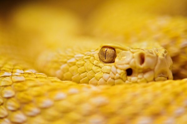 Bright yellow python for desktop