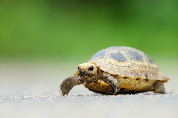 Große Schildkröte auf einem schönen Hintergrund