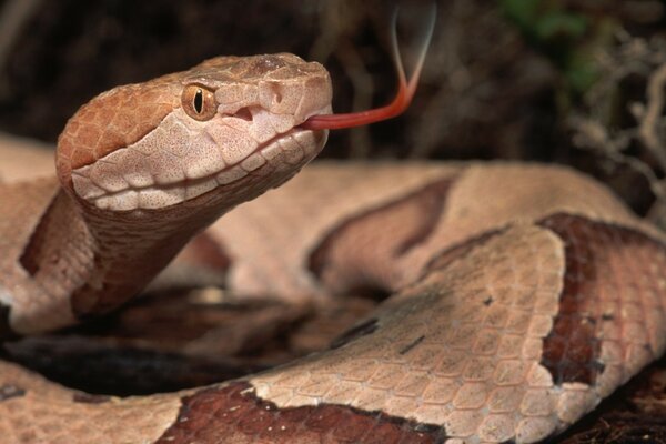 Beautiful snake on a dark background