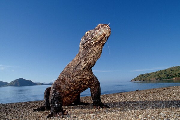 Super big reptile came out of the water