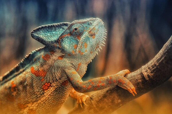 La calma de un reptil sentado en un árbol