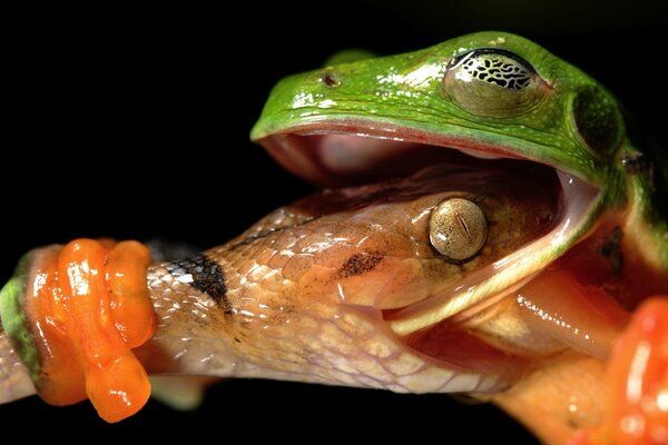 Frog and snake frog eats snake bite venom