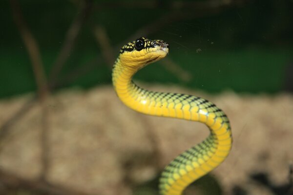 Serpent jaune. Reptiles et faune