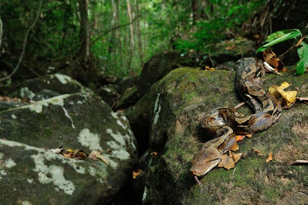 Serpiente gruesa marrón en la naturaleza