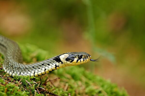 Tête de Serpent Gris macro tir