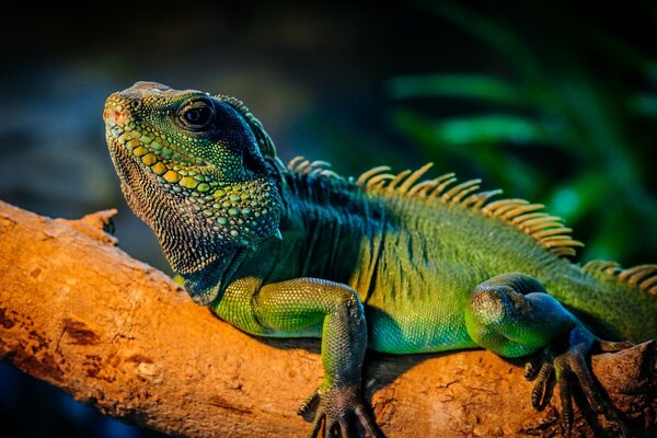 Crawling reptile on a tree branch