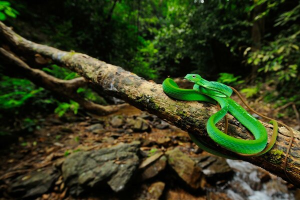 Un árbol grande y una serpiente verde