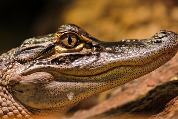 Das Krokodil wärmt sich in der Sonne