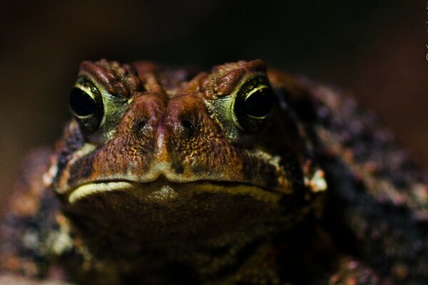 Ausdrucksstarke Augen beim exotischen Frosch