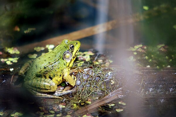 Frosch Kröte Borretsch Sumpf Wassergeruch