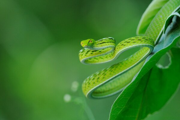 Serpiente camuflada sobre un fondo verde