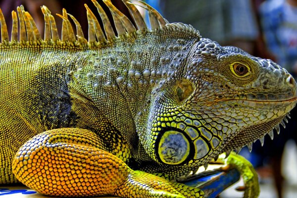 La grandeza de un reptil con un color brillante