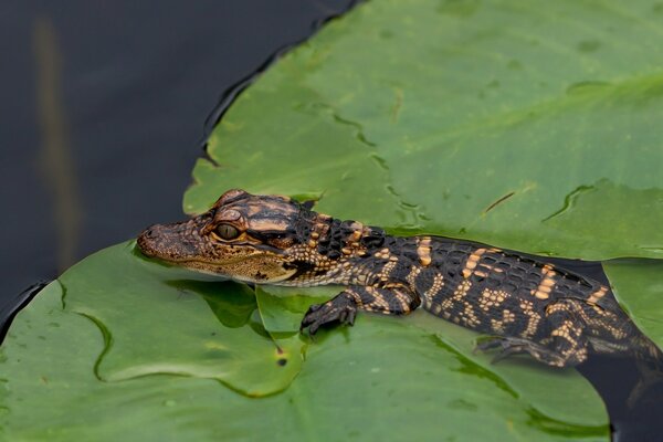 A young crocodile in a pond