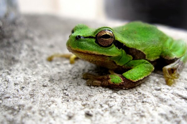 A green frog is sitting on the ground