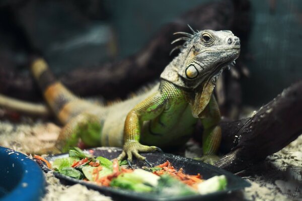 Vue puissante d un reptile à l état sauvage