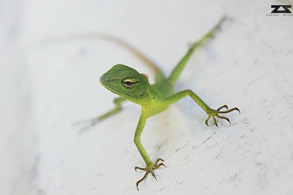 Lagarto selvagem em fundo branco