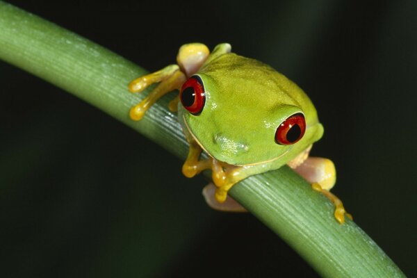 A green frog on an insect hunt