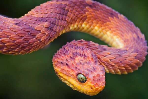 Serpiente colorida y peligrosa en la naturaleza