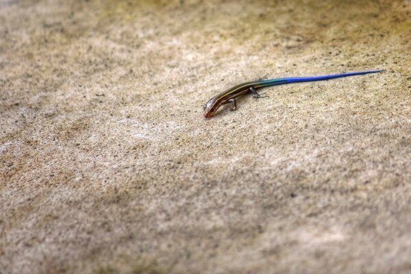 Kleines Reptil kriecht am Strand entlang