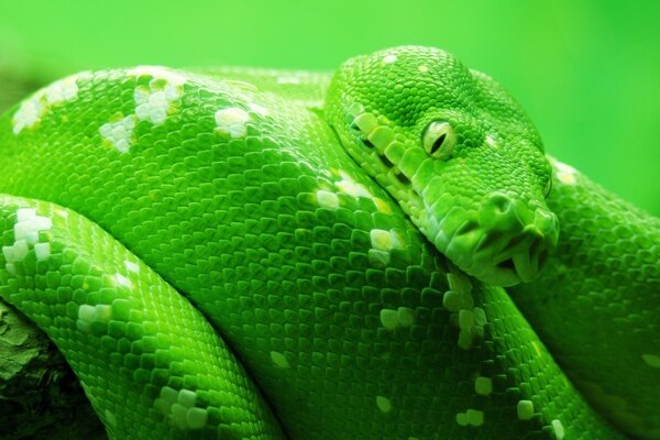 Grüne Python Zähne Gift Augen Schlangenhaut