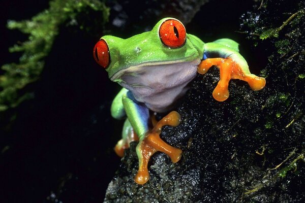 Green frog with big eyes