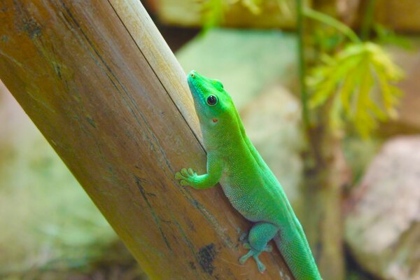 Grünes Reptil Eidechse Natur Bambus schwarze kleine Augen