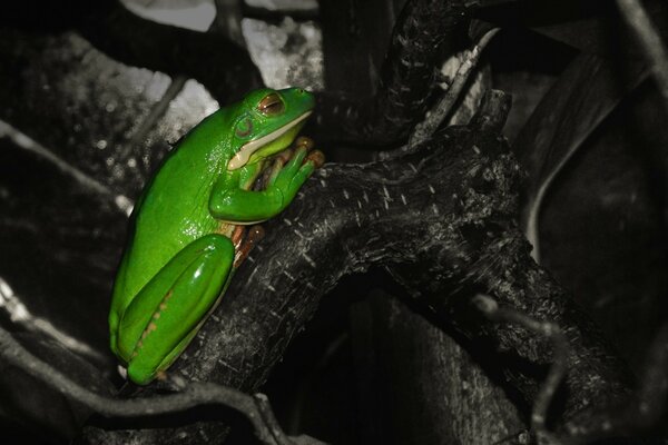 A bright green frog on a tree