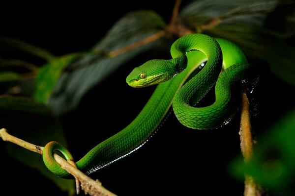 A beautiful green snake on a branch