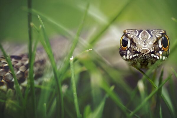 Reptil in freier Wildbahn