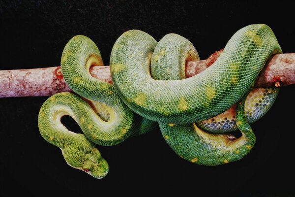 A green snake wraps around a branch