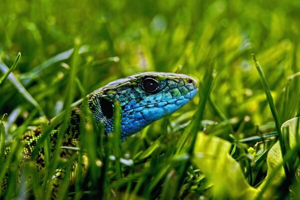 Bellissimo Rettile nell erba verde