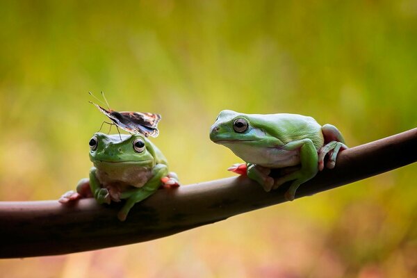 Grenouilles avec des papillons assis sur un arbre. Papillon sur la grenouille