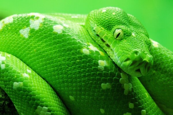 Grüne Python Zähne Gift Augen Schlangenhaut