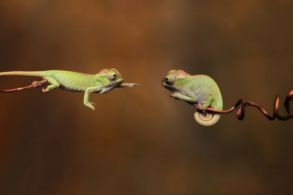 Deux reptiles avec de très grands yeux