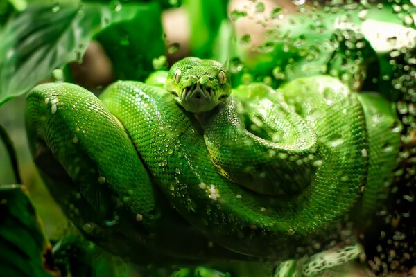 The green snake is very beautiful